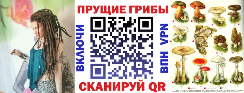 Галлюциногенные грибы Psilocybe Салехард